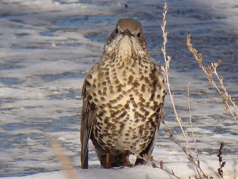 File:Turdus viscivorus in Baikonur-town 003.jpg