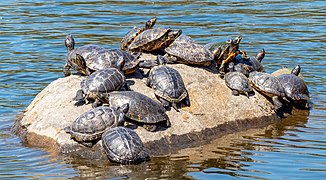 Pond sliders and a river cooter struggle for space on a rock to bask