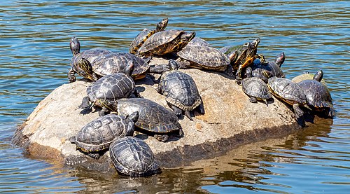 A pile of turtles basking on a rock in Prospect Park Lake (red-eared slider, yellow-bellied slider, river cooter)
