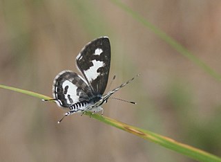 <i>Tuxentius calice</i> Species of butterfly