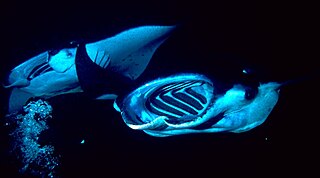 <span class="mw-page-title-main">Manta ray night dive</span>