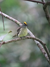 Tyrannulus elatus Tiranuelo coronado Yellow-crowned Tyrannulet (6515681957).jpg