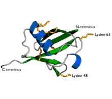 Ubikvitino bildstrio-2-.png