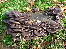 Edible oyster mushrooms (Pleurotus sp.) fruiting from a stump Und wieder Pilze.JPG