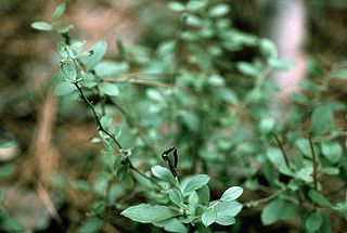 <i>Vaccinium tenellum</i> Berry and plant