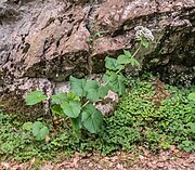 Valeriana pyrenaica in Pyrenees NP (3).jpg