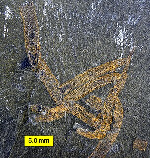 <i>Vauxia</i> Extinct genus of sponges