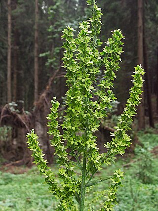 <i>Veratrum lobelianum</i> Species of flowering plant