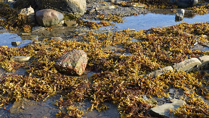 Vesicled Rockweed (Fucus sp.)