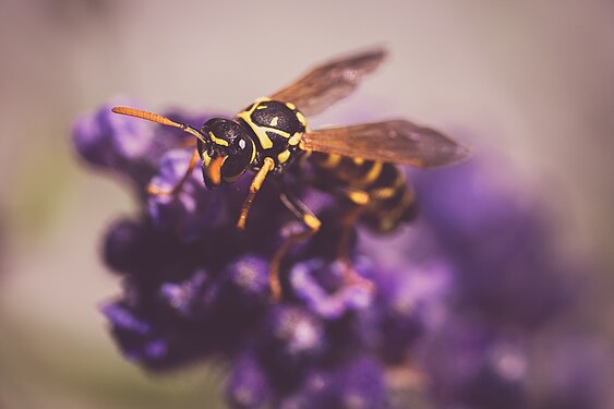 A wasp (Vespula germanica) on a true lavender (Lavandula angustifolia)