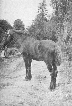 Lignol, un vieux bidet breton de 23 ans, d'après une photographie publiée en 1931.