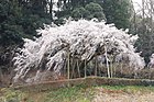 奥山田のしだれ桜（岡崎市指定天然記念物） （2022年（令和4年）3月）