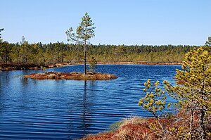 Viru Raba: Teke ja nime päritolu, Taimestik, Linnud