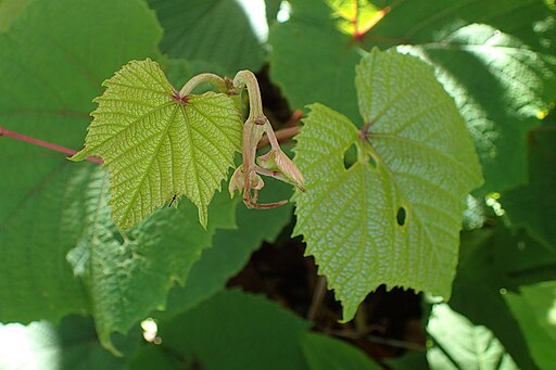 ヤマブドウ,Vitis coignetiae kz01