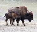 Waldbison (Bison bison athabascae), Tierpark Hellabrunn, München