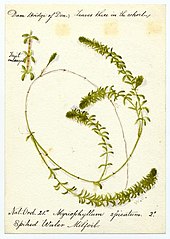 Water millfoil (myriophyllum spicatum) - William Catto - ABDAG016362