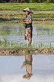 12 Water reflection of a smiling woman planting rice uploaded by Basile Morin, nominated by Basile Morin