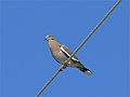 White-winged Dove (Zenaida asiatica) (8311073669).jpg