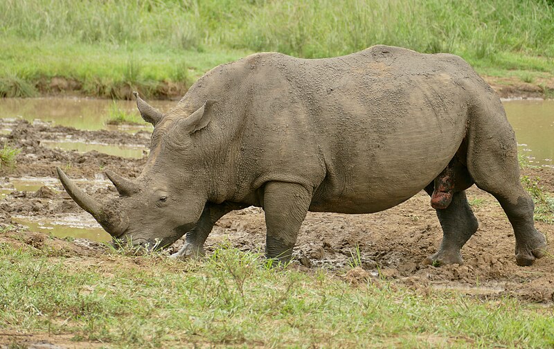 File:White Rhino (Ceratotherium simum) male ... (50096941597).jpg