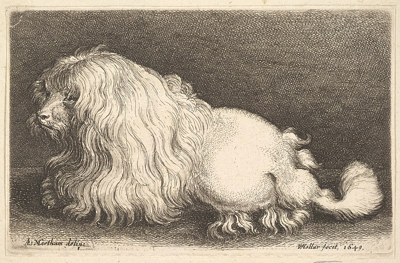 File:White dog MET DP823900.jpg