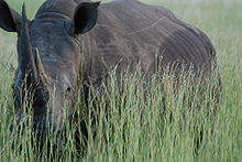 White rhino in the waterburg.jpg