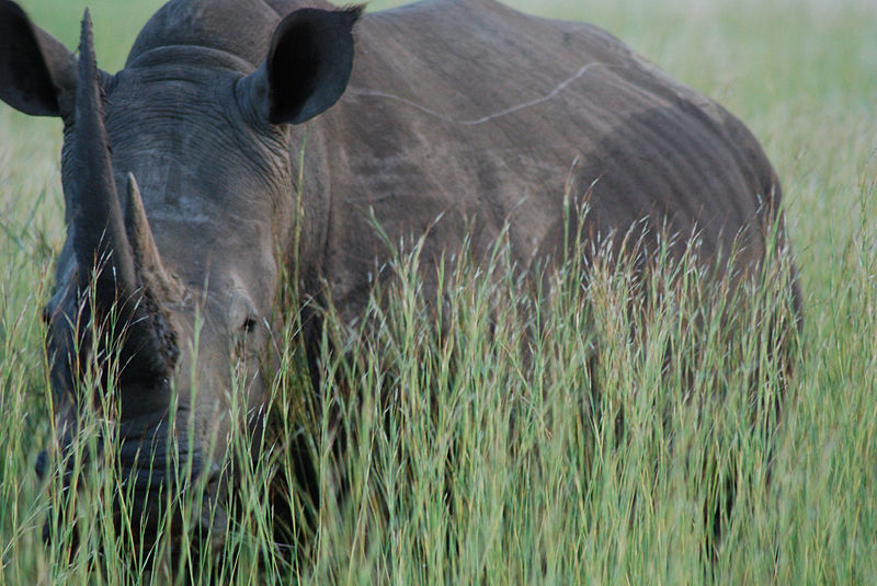 File:White rhino in the waterburg.jpg