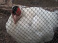 White-eared Pheasant stupid fence...