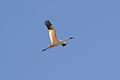 Whooping Crane (-16-12) (Grus americana) (13042050703).jpg