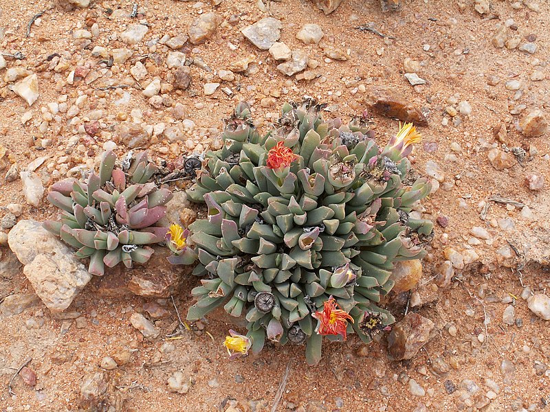 File:Wildflowers-Richtersveld-PICT2612.jpg