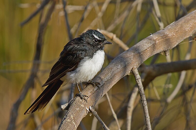 File:Willie Wagtail (Rhipidura leucophrys) (8475700526).jpg