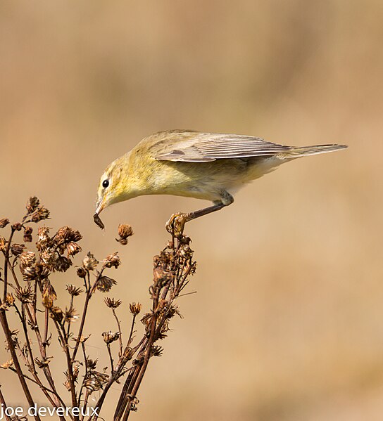 File:Willow warbler (29532176145).jpg