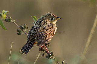 <span class="mw-page-title-main">Wing-snapping cisticola</span> Species of bird
