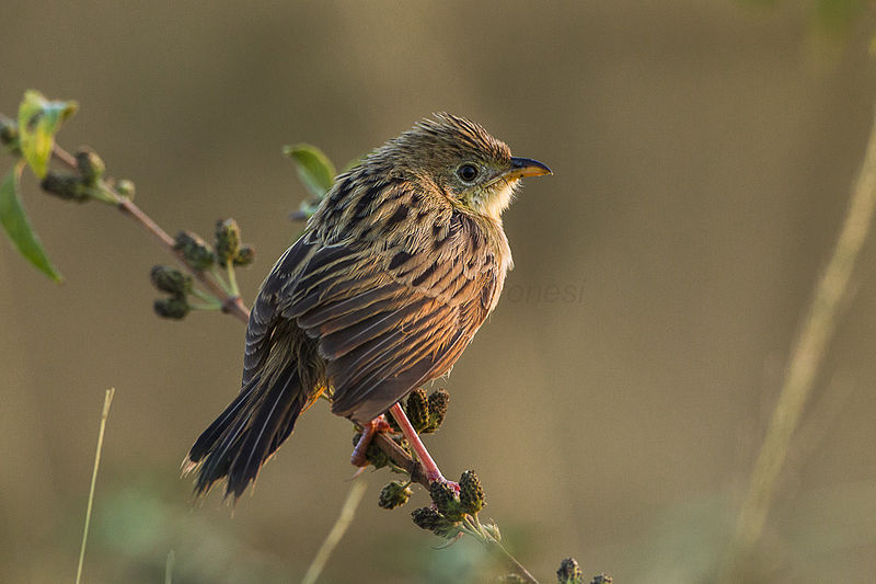 File:Wing-snapping Cisticola - Kenya S4E6079 (17320718675).jpg