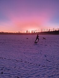 A human with dogs on a field on a sunny cold day in Finland.