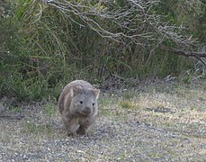 Wombat Wilsons Promontory.jpg