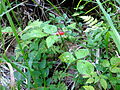 Woodlot NW of Kornilovo - Rubus saxatilis - DSCF5606.JPG