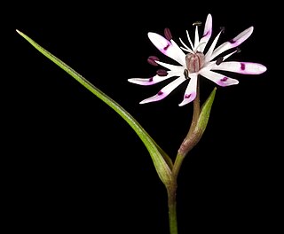 <i>Wurmbea tenella</i> Species of flowering plant