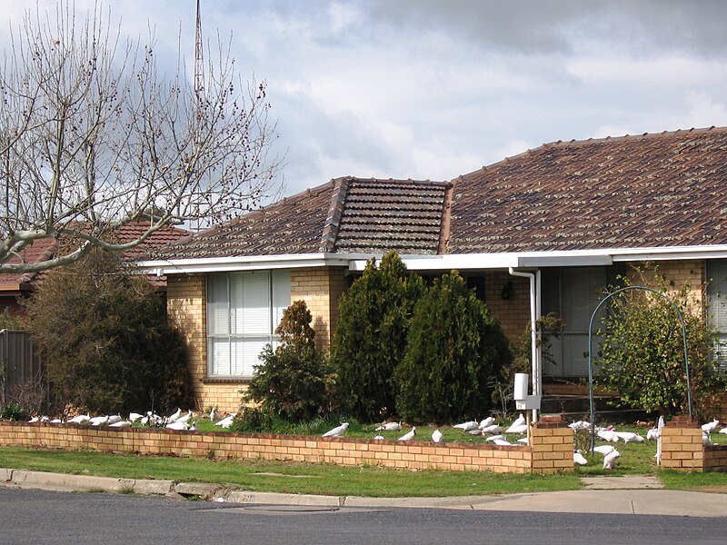 File:YarrawongaHouse.JPG