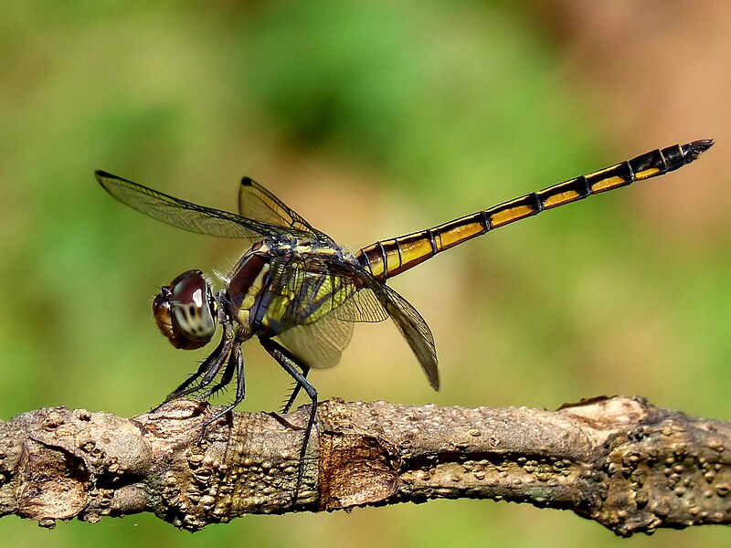 File:Yellow-tailed Ashy Skimmer Potamarcha congener juvenile male by kadavoor.jpg