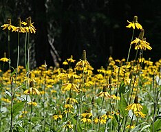 Yellow coneflower (Rudbeckia californica)