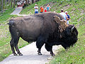 Buffalo blocking path at Yellowstone.