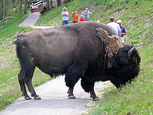 Bison D'amérique: Sous-espèces, Principales caractéristiques physiques et éthologiques, Origines