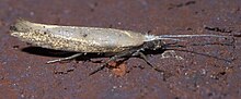 Ypsolopha unicipunctella P1580622a.jpg