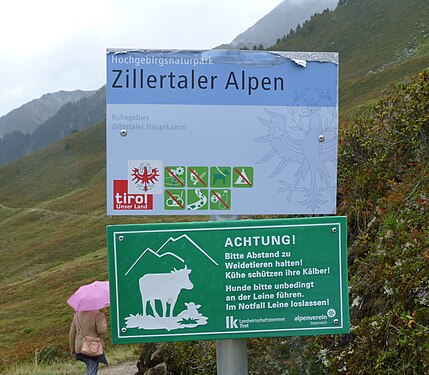 Zillertal in 2018, beware of cows...
