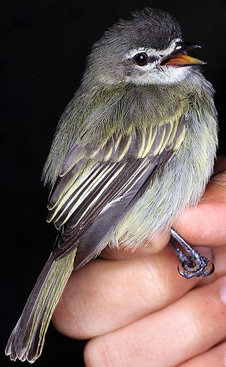 <span class="mw-page-title-main">Spectacled tyrannulet</span> Species of bird