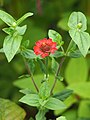 Zinnia peruviana, Cynia peruwiańska, 2023-07-21