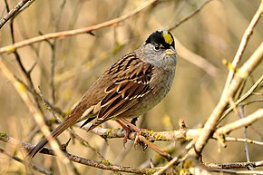 A Zonotrichia atricapilla kép leírása: Brendan Lally.jpg.