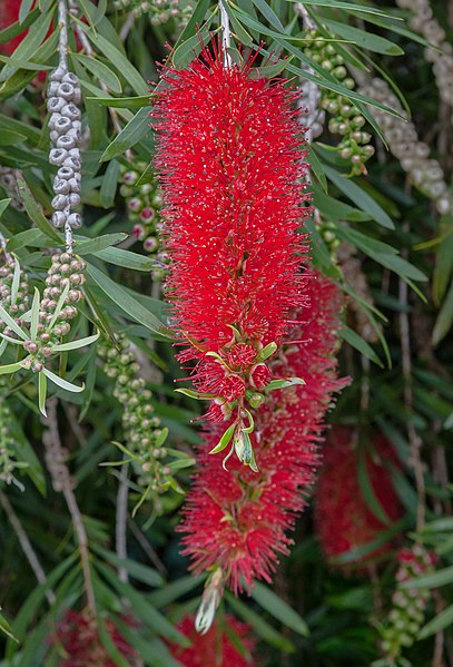 File:Árbol del cepillo (Callistemon citrinus), Setúbal, Portugal, 2012-05-11, DD 02.JPG