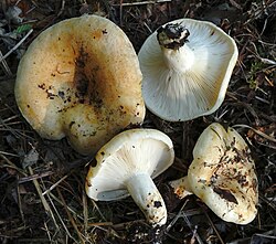 Õunriisikas Lactarius evosmus