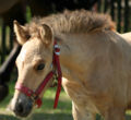 Foal a few months old; birth coat has started shedding around the eyes